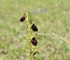 ophrys-5.jpg
