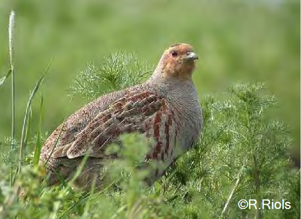 Perdrix Grise de Montagne espèce emblématique des Pyrénées