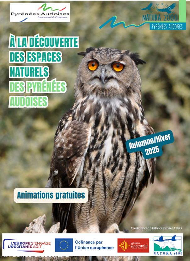 hibou grand duc 